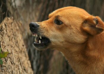 Elderly woman mauled by stray dog in Nowgam