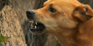 Elderly woman mauled by stray dog in Nowgam