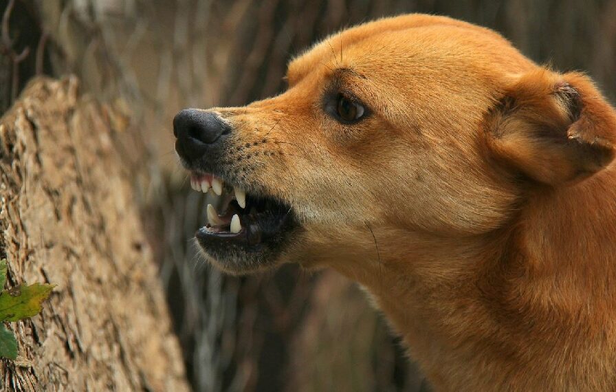 Elderly woman mauled by stray dog in Nowgam