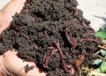 Agri Dept assures support to Pulwama’s vermi compost entrepreneur