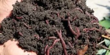Agri Dept assures support to Pulwama’s vermi compost entrepreneur