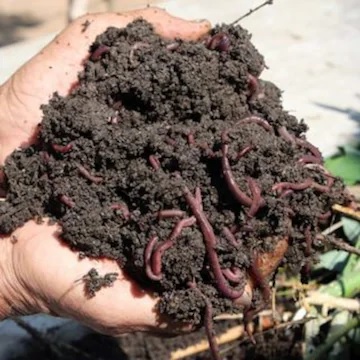 Agri Dept assures support to Pulwama’s vermi compost entrepreneur
