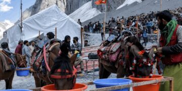 SANJY : ‘Pashu Seva’ feeds 10,000 animals daily near Holy Cave Shrine