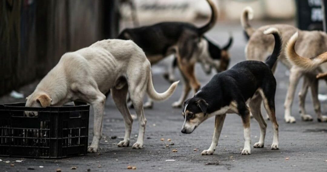Canine Terror : Stray dogs injure three dozen people in Budgam  