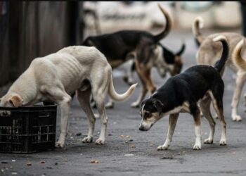 Canine Terror : Stray dogs injure three dozen people in Budgam  