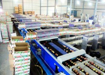 Cold storage infrastructure game changer for Kashmir’s plum growers