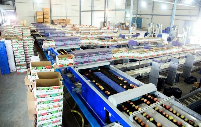 Cold storage infrastructure game changer for Kashmir’s plum growers