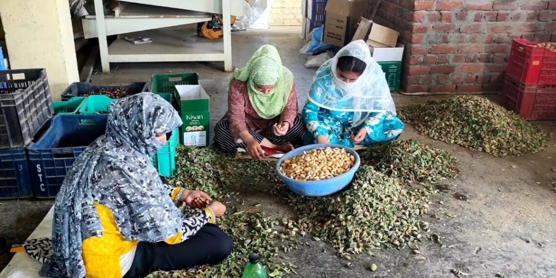 Almond harvest begins 20 days early in Kashmir, farmers blame climate change