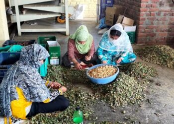 Almond harvest begins 20 days early in Kashmir, farmers blame climate change
