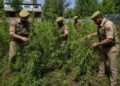 Police carry out cannabis eradication drive