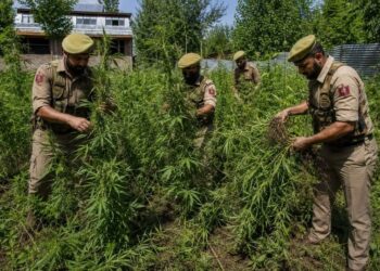 Police carry out cannabis eradication drive