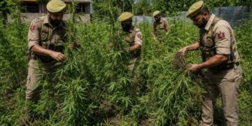 Police carry out cannabis eradication drive