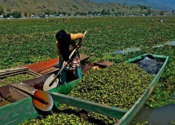 Water chestnut (goer) harvesting in Wular Lake — a seasonal, labour-intensive practice crucial for local livelihoods
