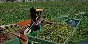 Water chestnut (goer) harvesting in Wular Lake — a seasonal, labour-intensive practice crucial for local livelihoods