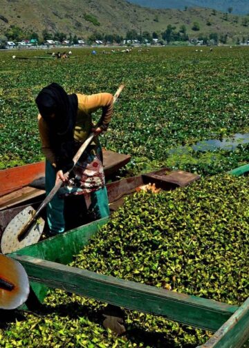 Water chestnut (goer) harvesting in Wular Lake — a seasonal, labour-intensive practice crucial for local livelihoods