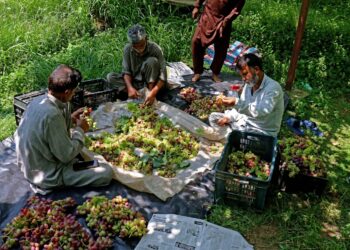 Harvest season begins in Ganderbal’s ‘Grape Village’