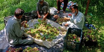 Harvest season begins in Ganderbal’s ‘Grape Village’