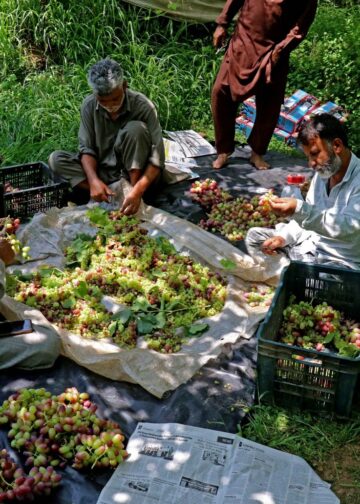Harvest season begins in Ganderbal’s ‘Grape Village’