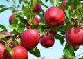 J&K gets boost in high-density apple farming