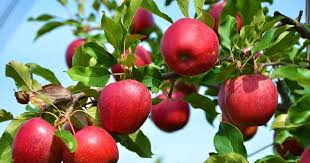 J&K gets boost in high-density apple farming
