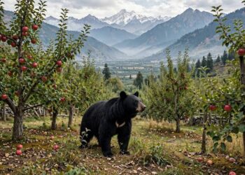Bear injures two in Kulgam orchard