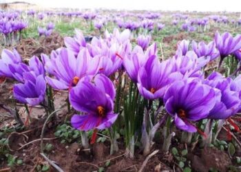 === ‘Red gold’ at risk ===  Saffron growers demand stronger corm conservation