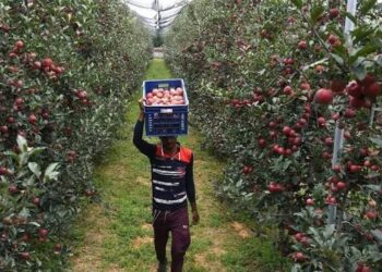 High-density apples fetch Rs 150-200/kg