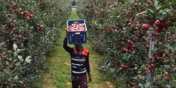 High-density apples fetch Rs 150-200/kg