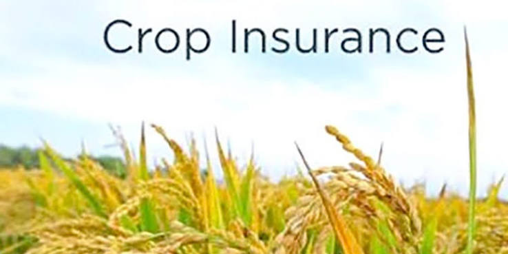 J&K among 25 States, UTs implementing crop insurance schemes in Kharif 2026: GoI