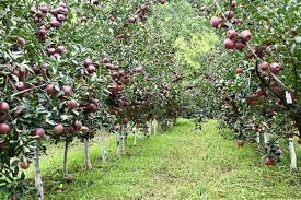 ‘88.8% homes near apple orchards in Kashmir have no pesticide buffer zone’