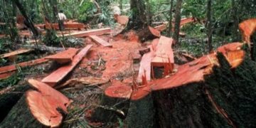 Forest Department refutes News Report