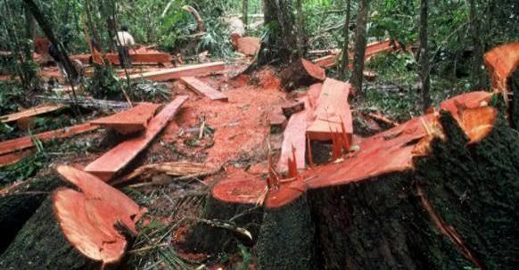 Forest Department refutes News Report