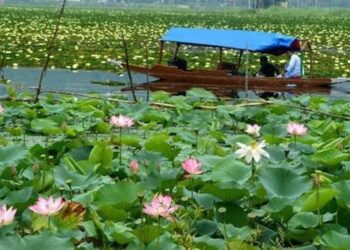 Second consecutive lotus bloom renews hopes of Wular’s ecological revival