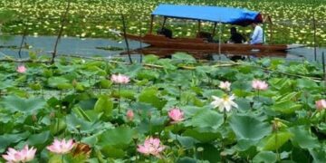 Second consecutive lotus bloom renews hopes of Wular’s ecological revival