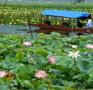 Second consecutive lotus bloom renews hopes of Wular’s ecological revival