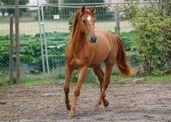 SKUAST-K scientists secure National Recognition for Kashmir Pony as Indigenous Horse Breed
