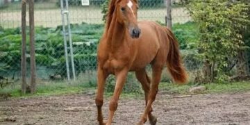 SKUAST-K scientists secure National Recognition for Kashmir Pony as Indigenous Horse Breed