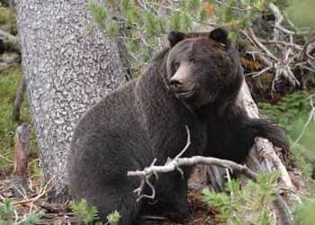 45-year-old woman mauled to death by bear in Kulgam village
