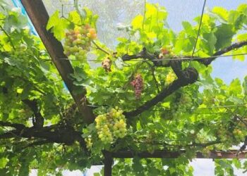 Repora rides the grape wave