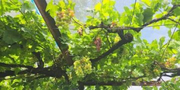 Repora rides the grape wave