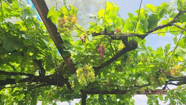 Repora rides the grape wave