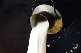 J&K milk production rises to 2.97 MT in 2024-25 Raja Syed Rather Srinagar, Aug 04: Jammu and Kashmir’s milk production increased from 2.82 million tonnes in 2022-23 to 2.97 million tonnes in 2024-25, while per capita milk availability rose from 572 grams per day to 595 grams per day during the same period, according to data furnished by the Ministry of Fisheries, Animal Husbandry and Dairying in the Lok Sabha. The information was provided by Union Minister for Fisheries, Animal Husbandry and Dairying Rajiv Ranjan Singh alias Lalan Singh in reply to a starred question raised by BJP MP Geniben Nagaji Thakor. The MP had sought State/UT-wise details of milk production and per capita availability, schemes to increase dairy farmers’ income, expenditure incurred under such schemes, measures to strengthen dairy infrastructure and details of any proposed new schemes for animal disease prevention, quality feed and artificial insemination. As per the official data, Jammu and Kashmir recorded milk production of 2.82 million tonnes in 2022-23, 2.87 million tonnes in 2023-24 and 2.97 million tonnes in 2024-25. Its per capita milk availability stood at 572 gram/day, 577 gram/day and 595 gram/day, respectively. Ladakh, meanwhile, recorded milk production of 0.03 million tonnes in 2022-23, 0.03 million tonnes in 2023-24 and 0.02 million tonnes in 2024-25. Per capita milk availability stood at 280 gram/day in 2022-23, 267 gram/day in 2023-24 and 214 gram/day in 2024-25. The Centre said the Department of Animal Husbandry and Dairying is implementing six major schemes across the country: Rashtriya Gokul Mission (RGM), National Programme for Dairy Development (NPDD), Supporting Dairy Cooperatives and Farmer Producer Organisations engaged in dairy activities (SDCFPO), Animal Husbandry Infrastructure Development Fund (AHIDF), National Livestock Mission (NLM), and Livestock Health and Disease Control Programme (LHDCP). For Jammu and Kashmir, releases under RGM were Rs 0 crore in 2023-24, Rs 61.20 crore in 2024-25 and Rs 14.13 crore in 2025-26. Under NPDD, the releases were Rs 24.31 crore, nil and Rs 1.40 crore, respectively. Under Ladakh, RGM releases stood at nil in 2023-24, Rs 0.42 crore in 2024-25 and Rs 0.11 crore in 2025-26, while NPDD releases were nil, Rs 0.50 crore and Rs 11.58 crore, respectively. Under AHIDF, Jammu and Kashmir received Rs 0.02 crore in 2023-24, Rs 0.09 crore in 2024-25 and Rs 0.05 crore in 2025-26. Ladakh received nil in all three years. Under SDCFPO, both J&K and Ladakh recorded nil releases in each of the three years. Under LHDCP, J&K received Rs 18.85 crore in 2023-24, Rs 20.37 crore in 2024-25 and Rs 16.50 crore in 2025-26, while Ladakh received Rs 0.60 crore, Rs 2.45 crore and Rs 2.72 crore, respectively. Under NLM, J&K received Rs 1 crore in 2023-24, Rs 2.50 crore in 2024-25 and Rs 9.10 crore in 2025-26. Ladakh received nil in 2023-24, Rs 0.28 crore in 2024-25 and Rs 2.30 crore in 2025-26. The Minister said these schemes aim to improve bovine milk productivity, expand dairy cooperatives, strengthen dairy infrastructure, meet working-capital requirements, improve availability of feed and fodder and provide animal health services, thereby reducing milk production costs and enhancing dairy farmers’ income. As of June 2026, under White Revolution 2.0, 36,611 new Dairy Cooperative Societies had been organised and 34,557 existing societies strengthened at village level with NPDD financial assistance. Around 168 lakh litres per day of milk-chilling capacity had been created and 76,748 quality-testing devices distributed. Under AHIDF, projects with a total milk-processing and value-addition capacity of 418 lakh litres per day had been approved in the cooperative and private sector Singh said the ongoing schemes already cover prevention and control of animal diseases, provision of quality animal feed and expansion of artificial insemination facilities. There is therefore no proposal for a new scheme for these purposes—(KNO)