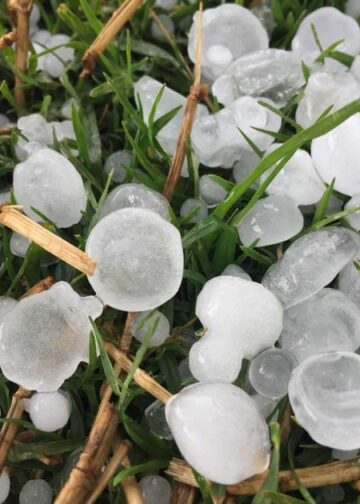 Rain, hailstorm hit Kashmir parts, shepherd killed