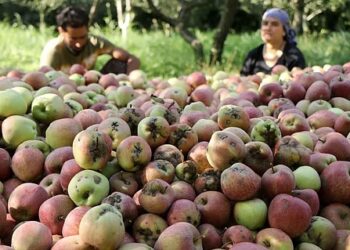 Apple scab threat looms over Kashmir orchards