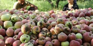 Apple scab threat looms over Kashmir orchards