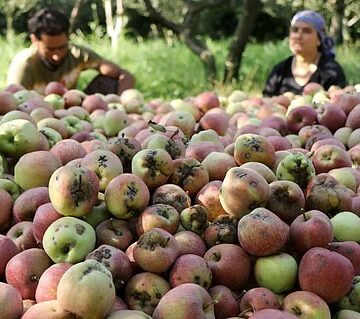 Apple scab threat looms over Kashmir orchards