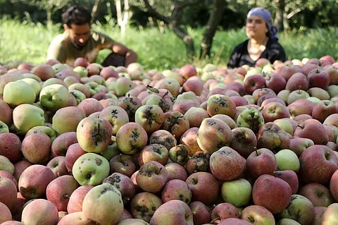 Apple scab threat looms over Kashmir orchards