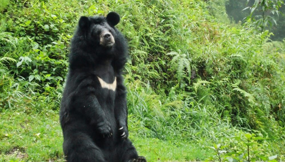 Bear attacks keep Khonmoh on edge