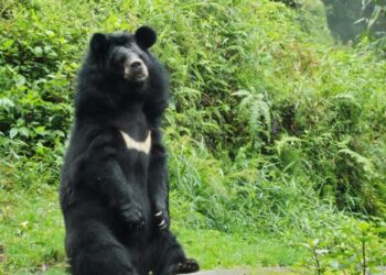 Bear attacks keep Khonmoh on edge