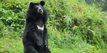 Bear attacks keep Khonmoh on edge